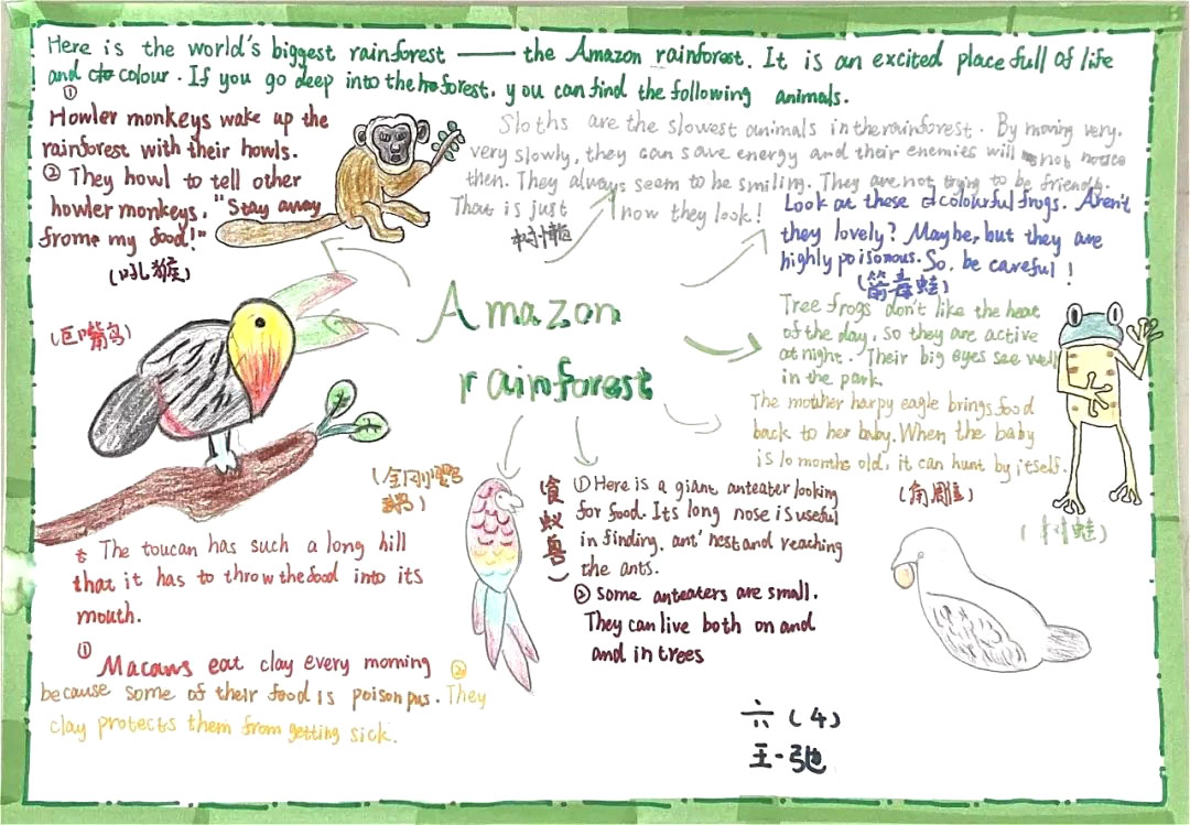 六年级英语思维导图《Amazon Rainforest》