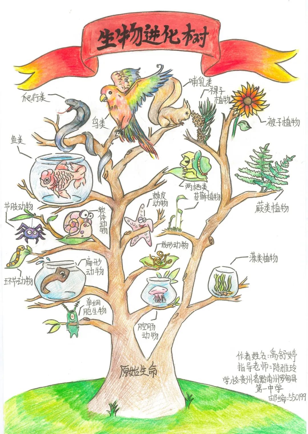 学生生物学 生物进化树示意图