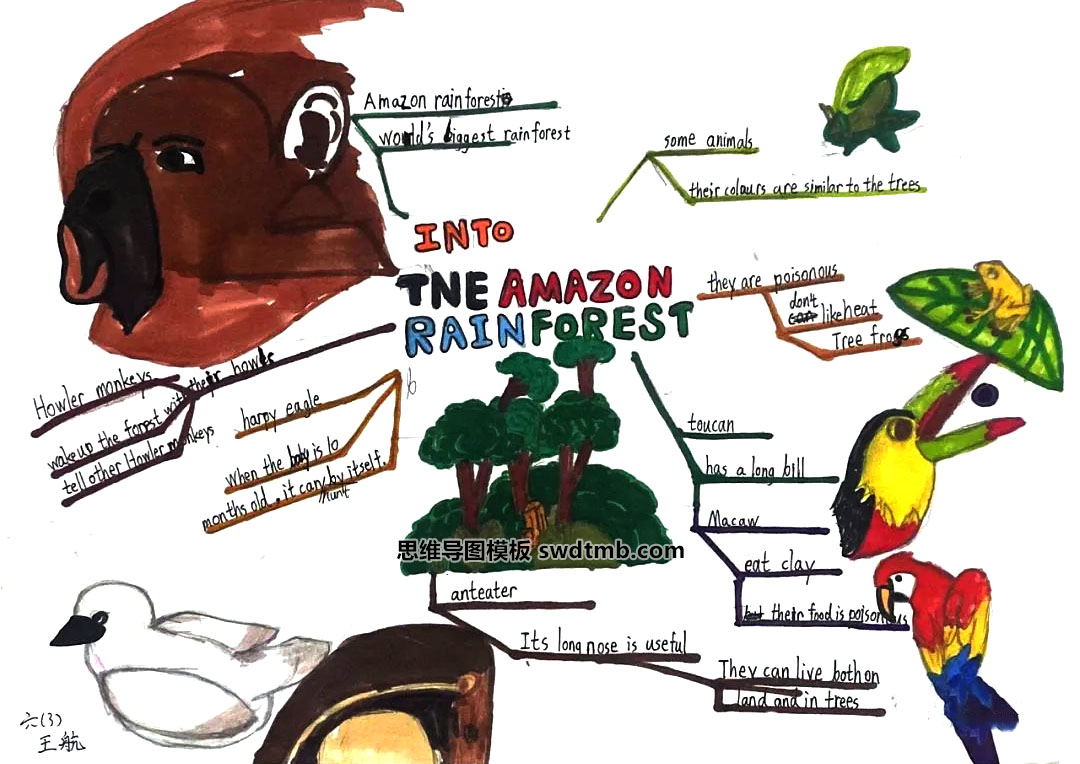 《Into the Amazon Rainforest》六年级英语思维导图