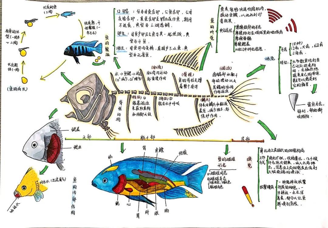 学生生物学 关于鱼的思维导图