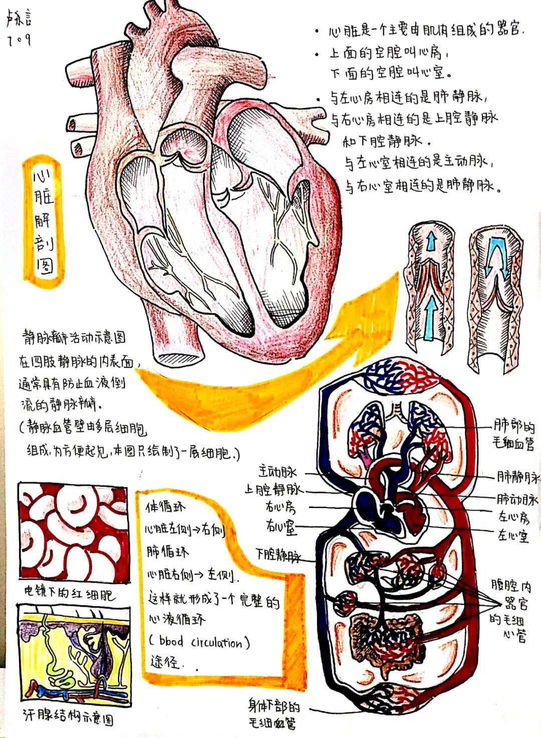 学生生物学示意图一等奖 心脏解剖图