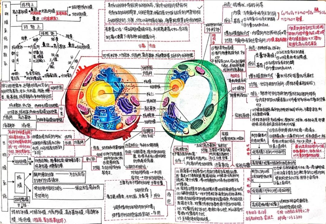生物学绘图概念图一等奖 生物膜系统的联系