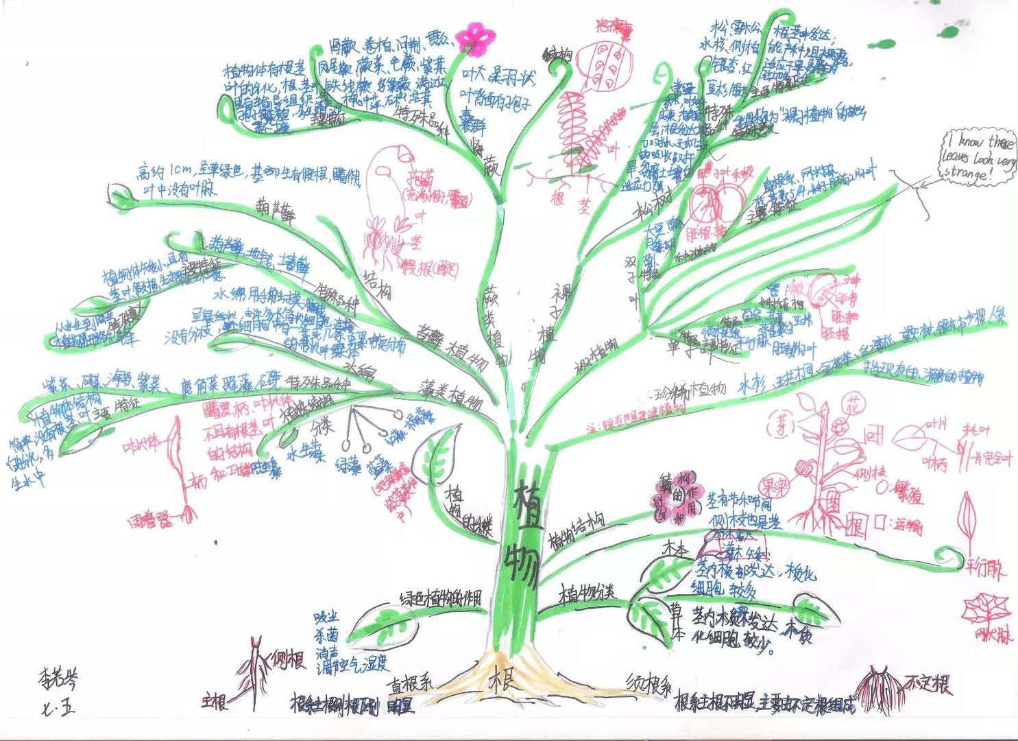 六年级植物世界思维导图怎么画
