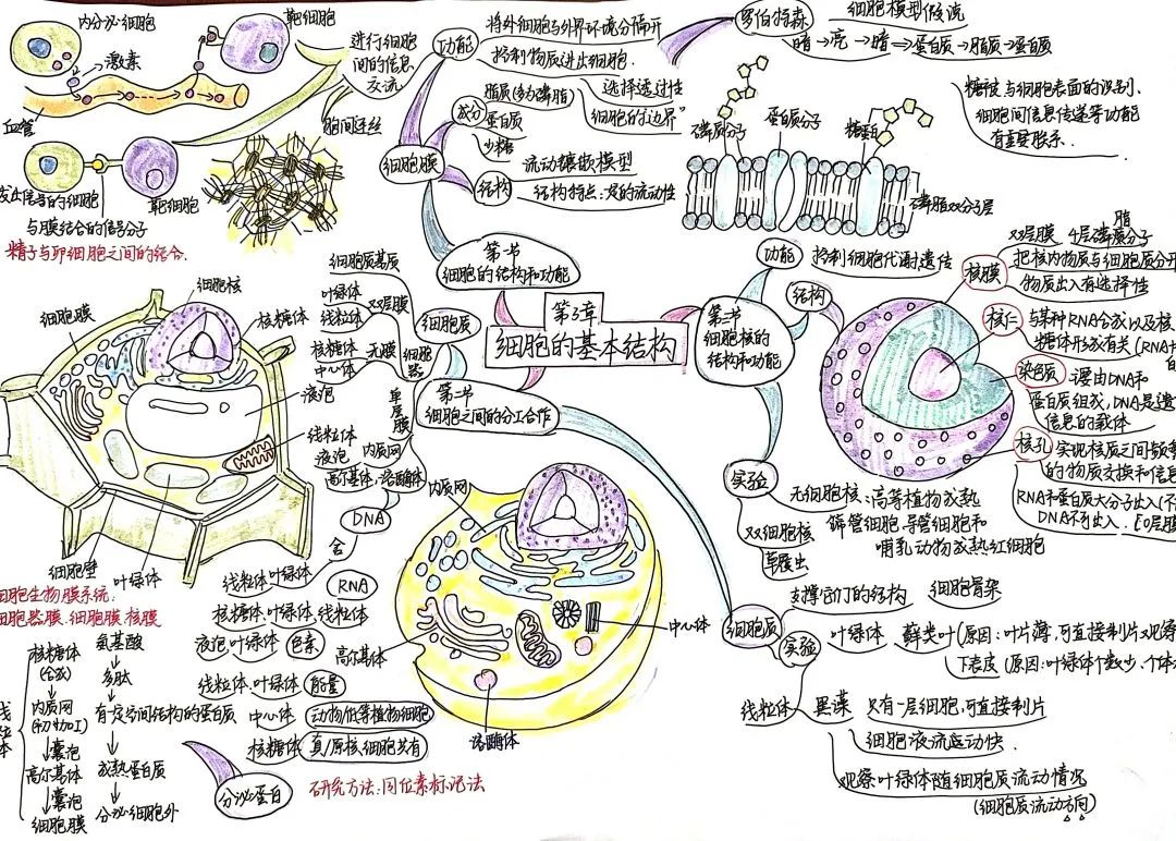 高一生物第3张《细胞的基本结构》思维导图（6张）