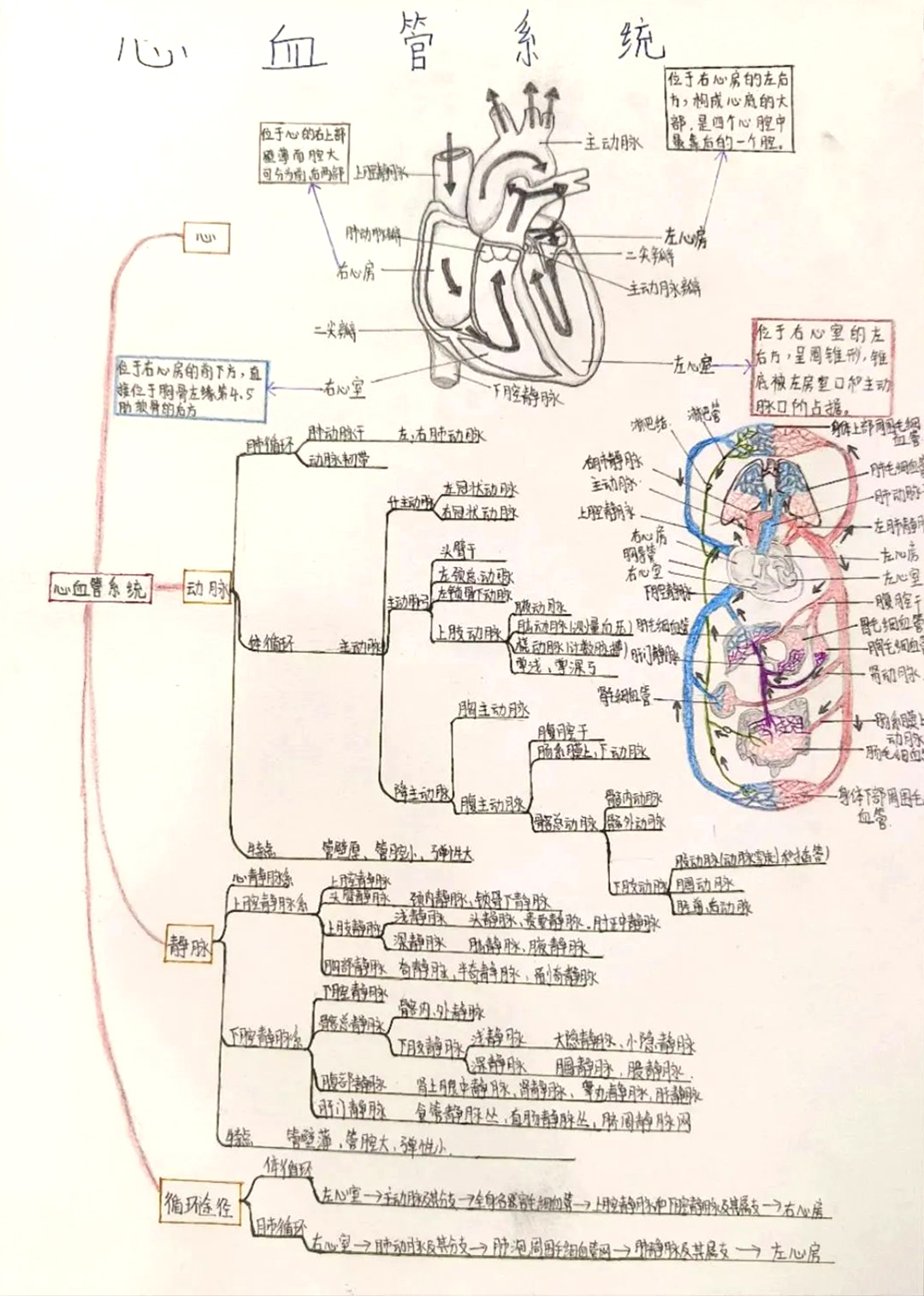 医学理论知识 心血管系统思维导图