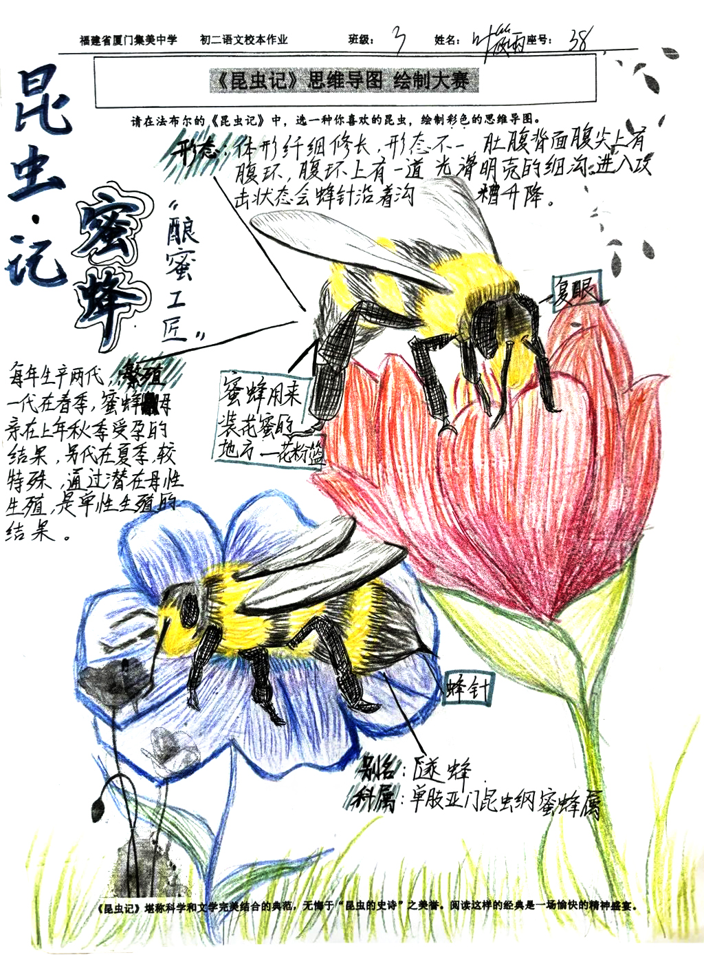 《昆虫记》之蜜蜂的介绍思维导图