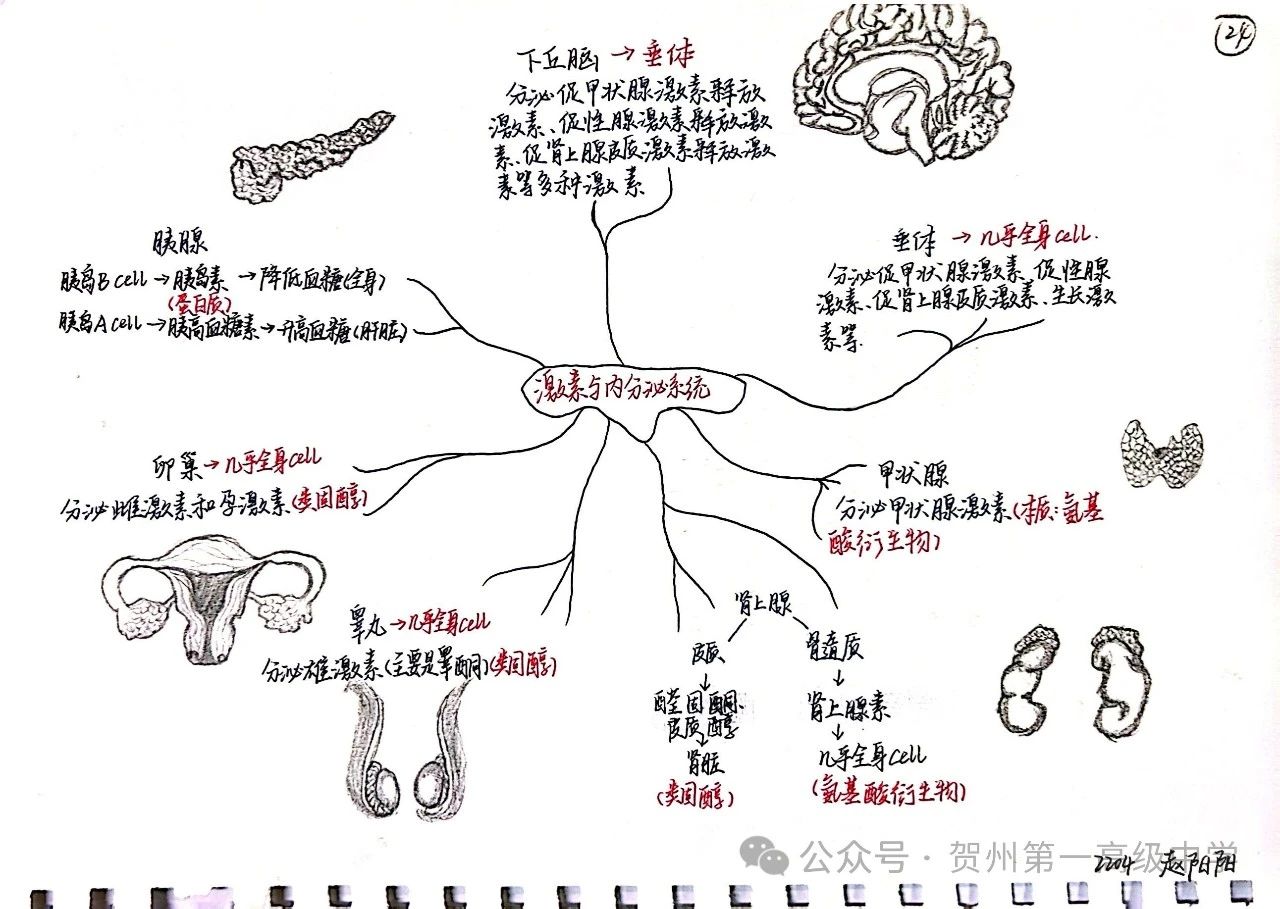 高中生物知识点激素与内分泌系统思维导图
