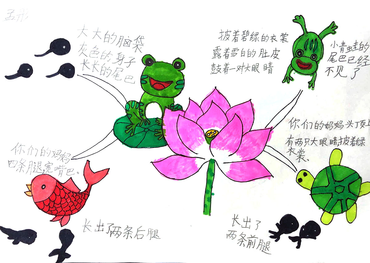 8张漂亮的二年级小蝌蚪找妈妈思维导图绘画